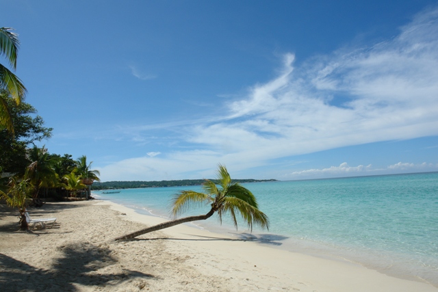 Пальма на берегу моря, Негрил, Ямайка (Negril beach a palm tree - picturesc picture, Negril Jamaica) 
